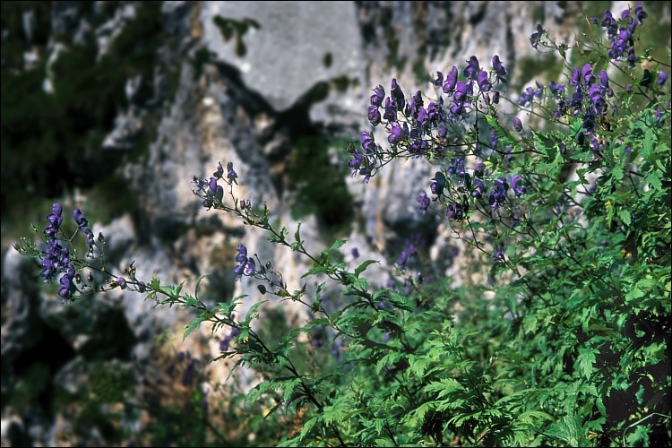 Слика од <i>Aconitum degenii</i> ssp. <i>paniculatum</i>