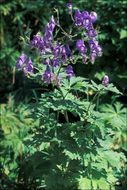 Слика од <i>Aconitum degenii</i> ssp. <i>paniculatum</i>