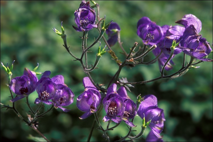 Слика од <i>Aconitum degenii</i> ssp. <i>paniculatum</i>