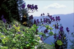 Слика од <i>Aconitum degenii</i> ssp. <i>paniculatum</i>