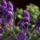 صورة <i>Aconitum degenii</i> ssp. <i>paniculatum</i>