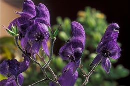 Слика од <i>Aconitum degenii</i> ssp. <i>paniculatum</i>