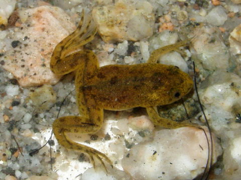 Image of African clawed frog