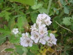 Phacelia cicutaria Greene resmi