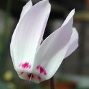 Image of Lebanon cyclamen