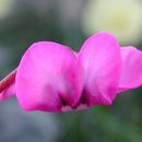 Image of Cyclamen coum Miller