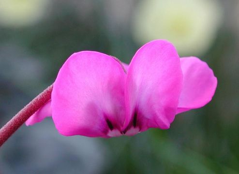 Image of Cyclamen coum Miller