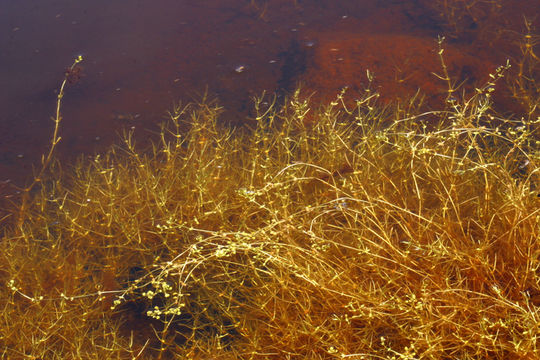 Image of Bolander's water-starwort