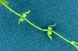 Image of Bolander's water-starwort