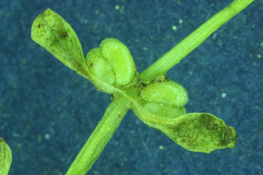 Image of Bolander's water-starwort