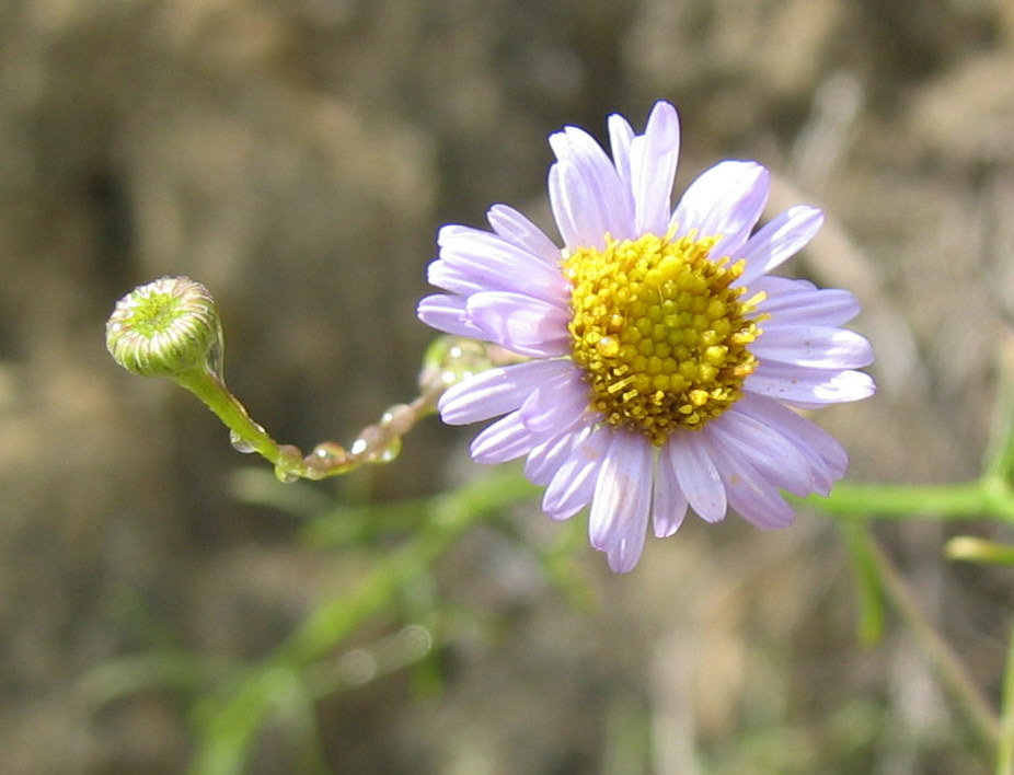 Image of leafy fleabane