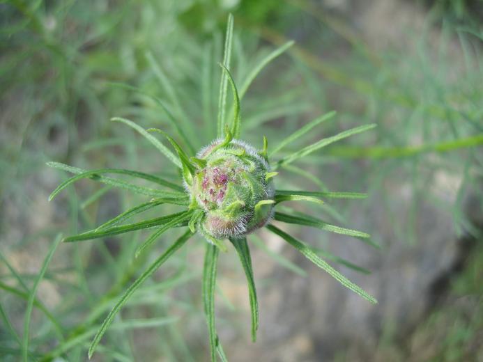 Image of leafy fleabane