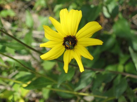 Imagem de Encelia californica Nutt.