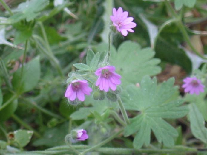 Image of dovefoot geranium