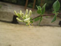 Image of chaparral honeysuckle