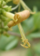 Image of chaparral honeysuckle