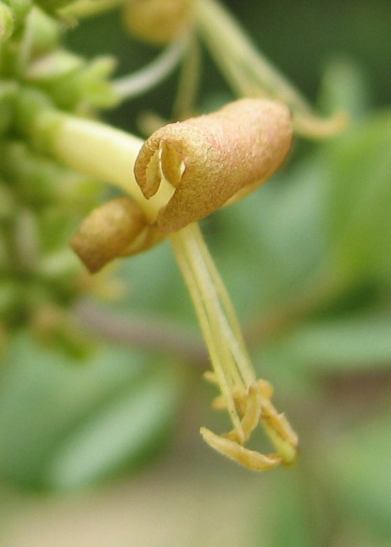 Image of chaparral honeysuckle