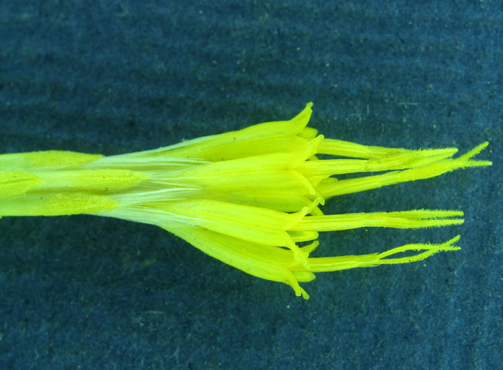 Image of Ericameria nauseosa var. speciosa (Nutt.) G. L. Nesom & G. I. Baird