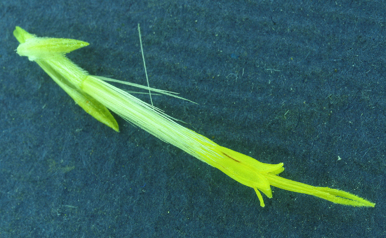 Image of Ericameria nauseosa var. speciosa (Nutt.) G. L. Nesom & G. I. Baird