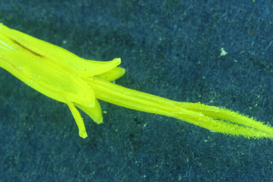 Imagem de Ericameria nauseosa var. speciosa (Nutt.) G. L. Nesom & G. I. Baird