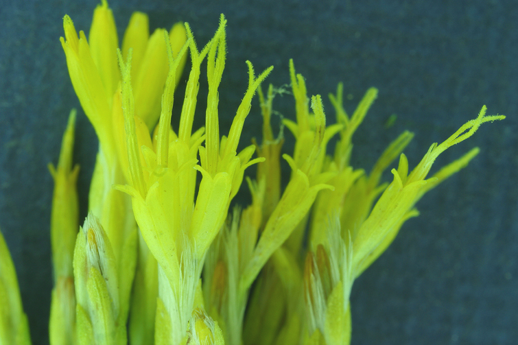 Image of Ericameria nauseosa var. speciosa (Nutt.) G. L. Nesom & G. I. Baird