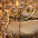 Image of California knotweed