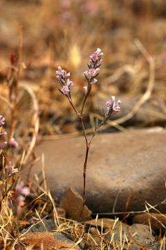 Image de Polygonum californicum Meisn.