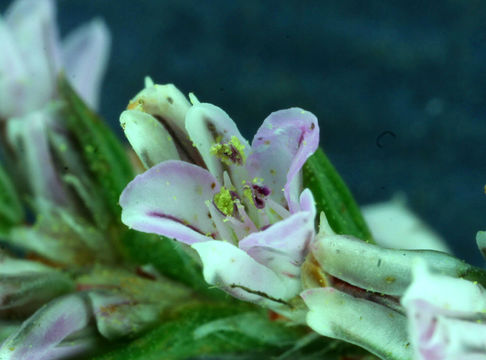 Image of California knotweed