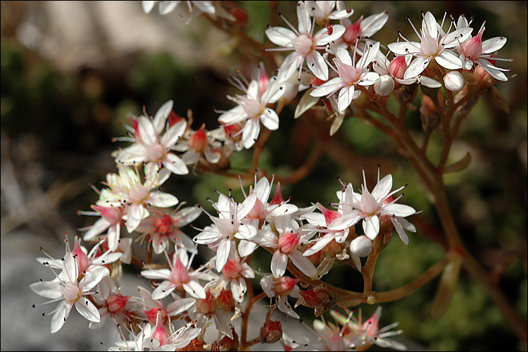 Image of White Stonecrop