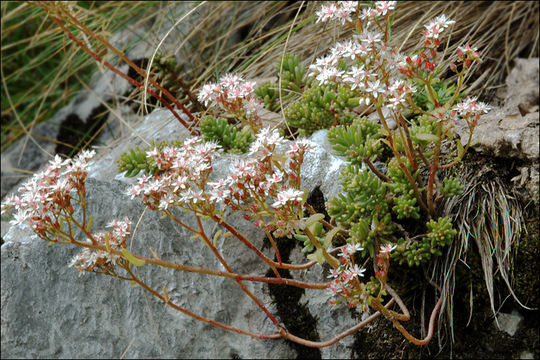 Image of White Stonecrop