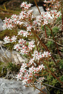 Image of White Stonecrop