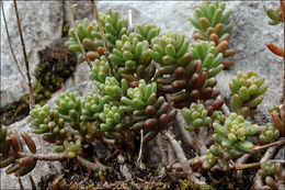 Image of White Stonecrop