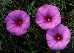 Ipomoea leptophylla Torr.的圖片