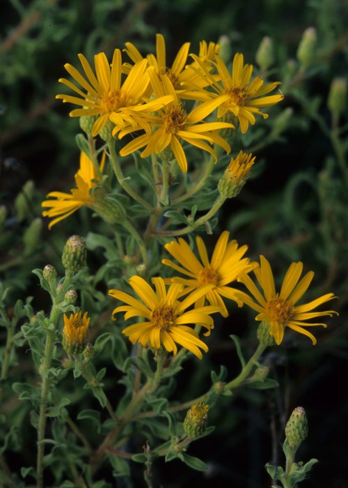 Image of hairy false goldenaster