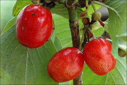 Image of Cornelian cherry dogwood