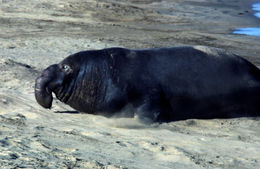 Image of Northern Elephant Seal