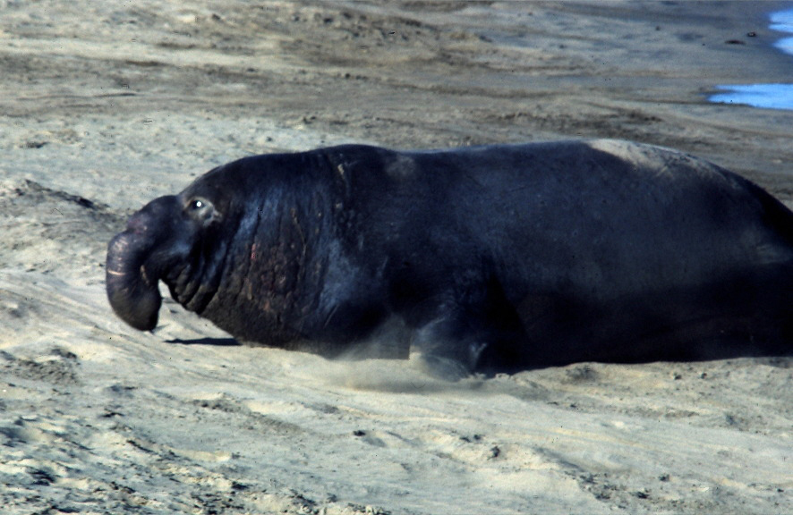 Image de Éléphant de mer du nord