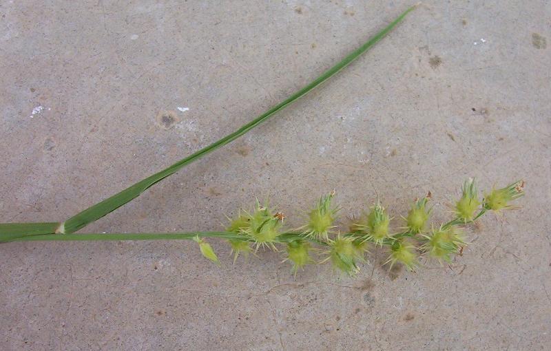 Plancia ëd Cenchrus spinifex Cav.