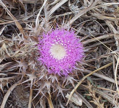 Image of <i>Atractylis gummifera</i>