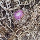 Image of Pine Thistle