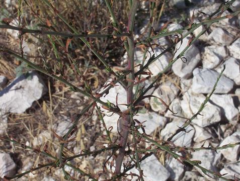 Image of <i>Symphyotrichum squamatum</i>