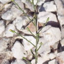 Image of Erigeron depilis (Phil.)