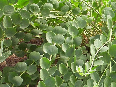 Image de Capparis spinosa L.