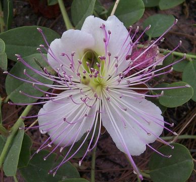 Image de Capparis spinosa L.