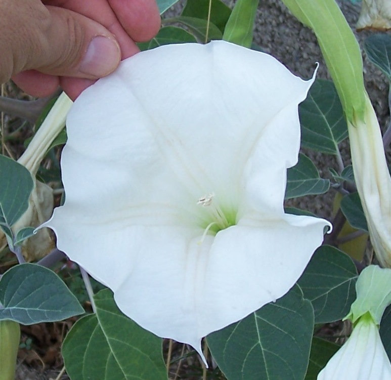 Imagem de Datura wrightii Hort. ex Regel