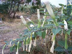 Imagem de Datura wrightii Hort. ex Regel