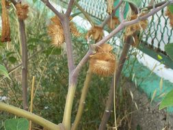 Imagem de Datura wrightii Hort. ex Regel