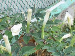 Imagem de Datura wrightii Hort. ex Regel