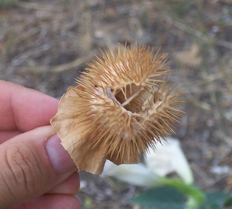 Imagem de Datura wrightii Hort. ex Regel