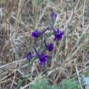 Image of Delphinium halteratum Sm.